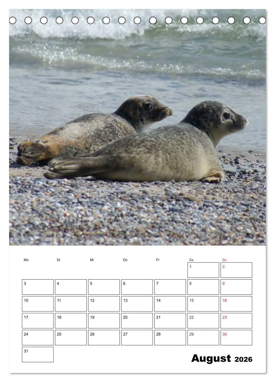 Bild: 9783516425963 | Liebenswerte Robben (Tischkalender 2026 DIN A5 hoch), CALVENDO...