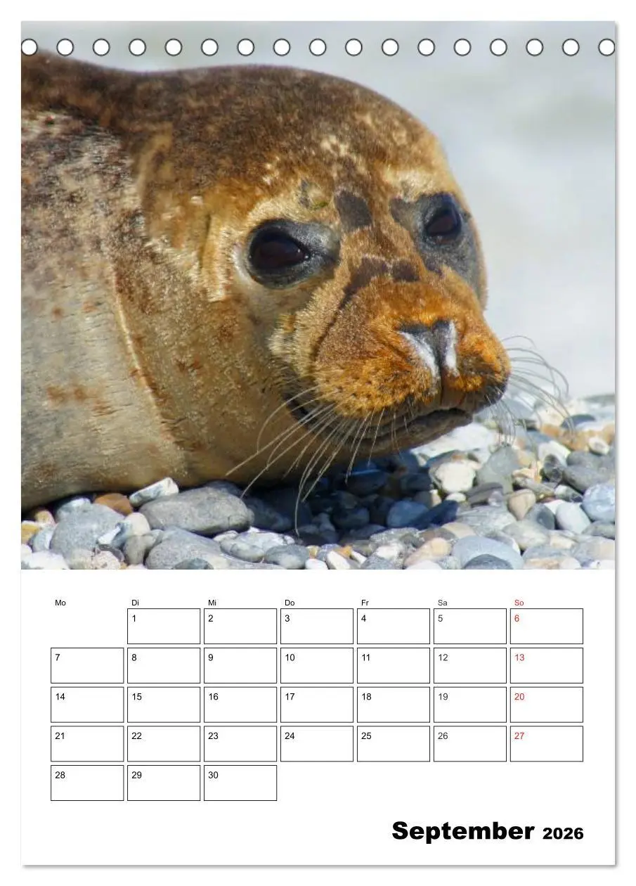 Bild: 9783516425963 | Liebenswerte Robben (Tischkalender 2026 DIN A5 hoch), CALVENDO...