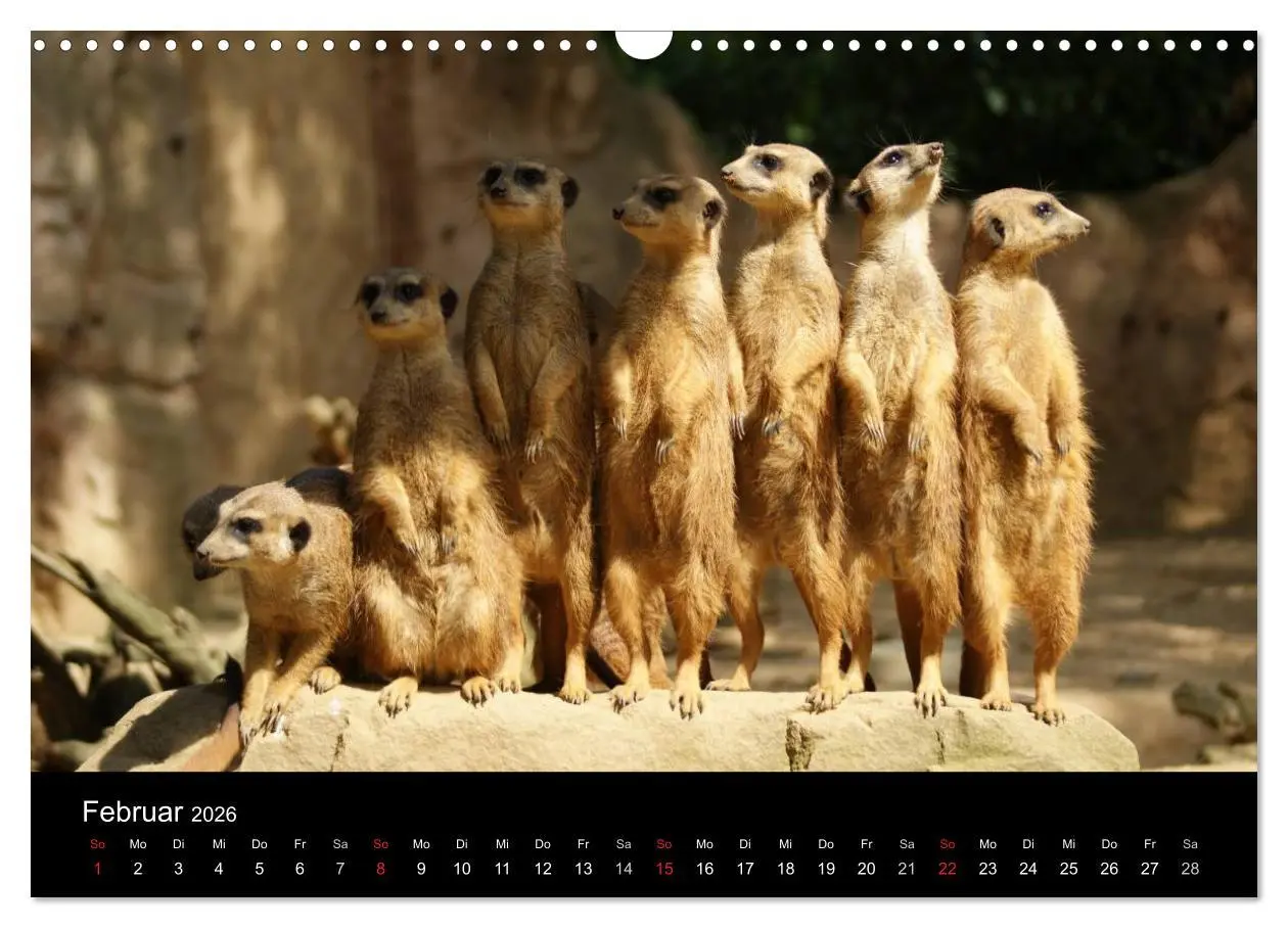 Bild: 9783516236163 | Erdmännchen - Zusammen sind wir stark (Wandkalender 2026 DIN A3...