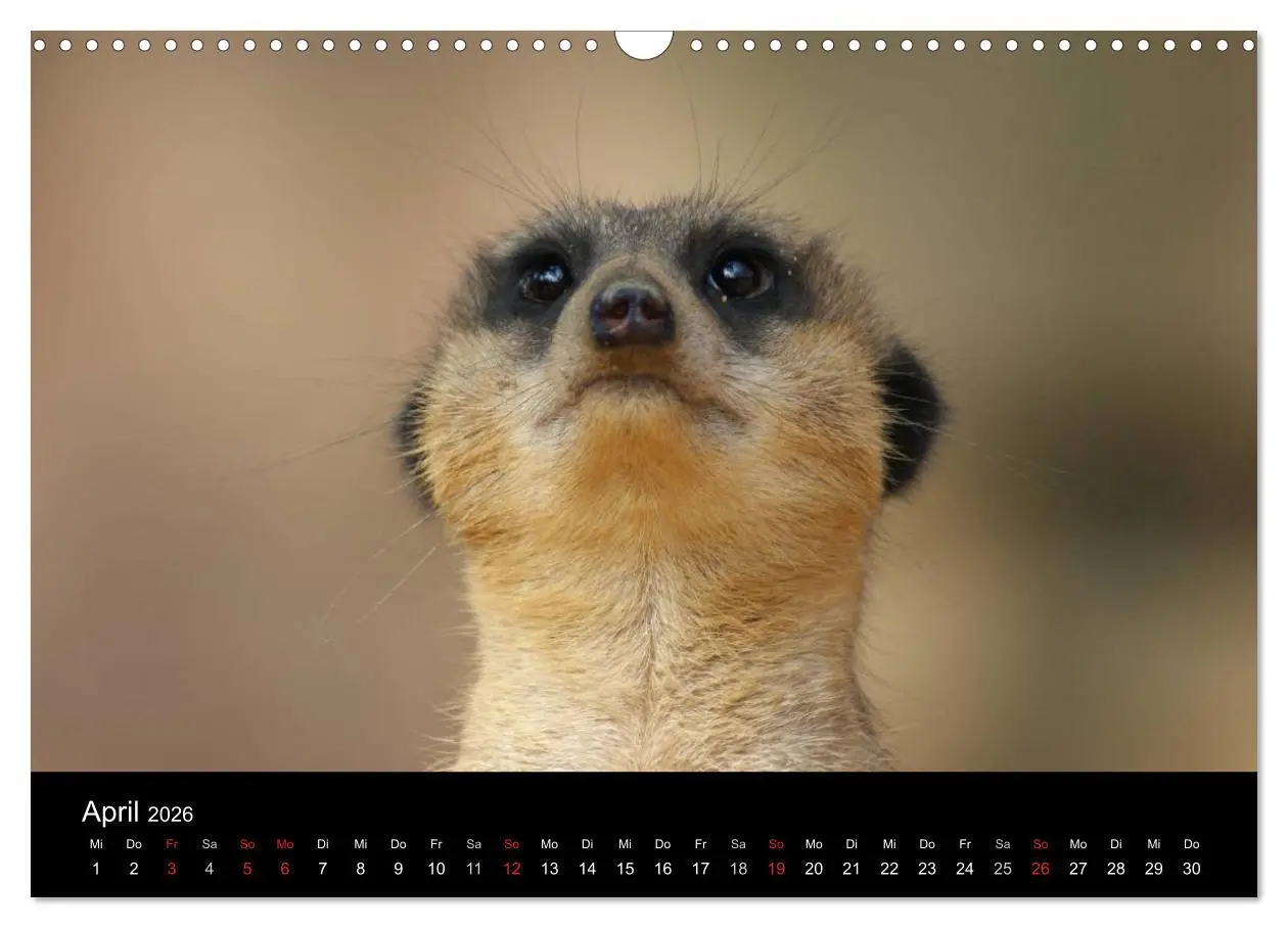 Bild: 9783516236163 | Erdmännchen - Zusammen sind wir stark (Wandkalender 2026 DIN A3...
