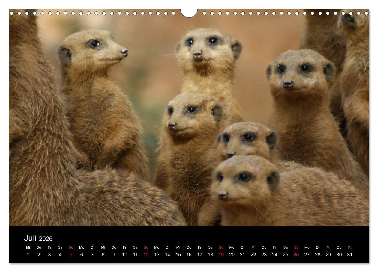 Bild: 9783516236163 | Erdmännchen - Zusammen sind wir stark (Wandkalender 2026 DIN A3...