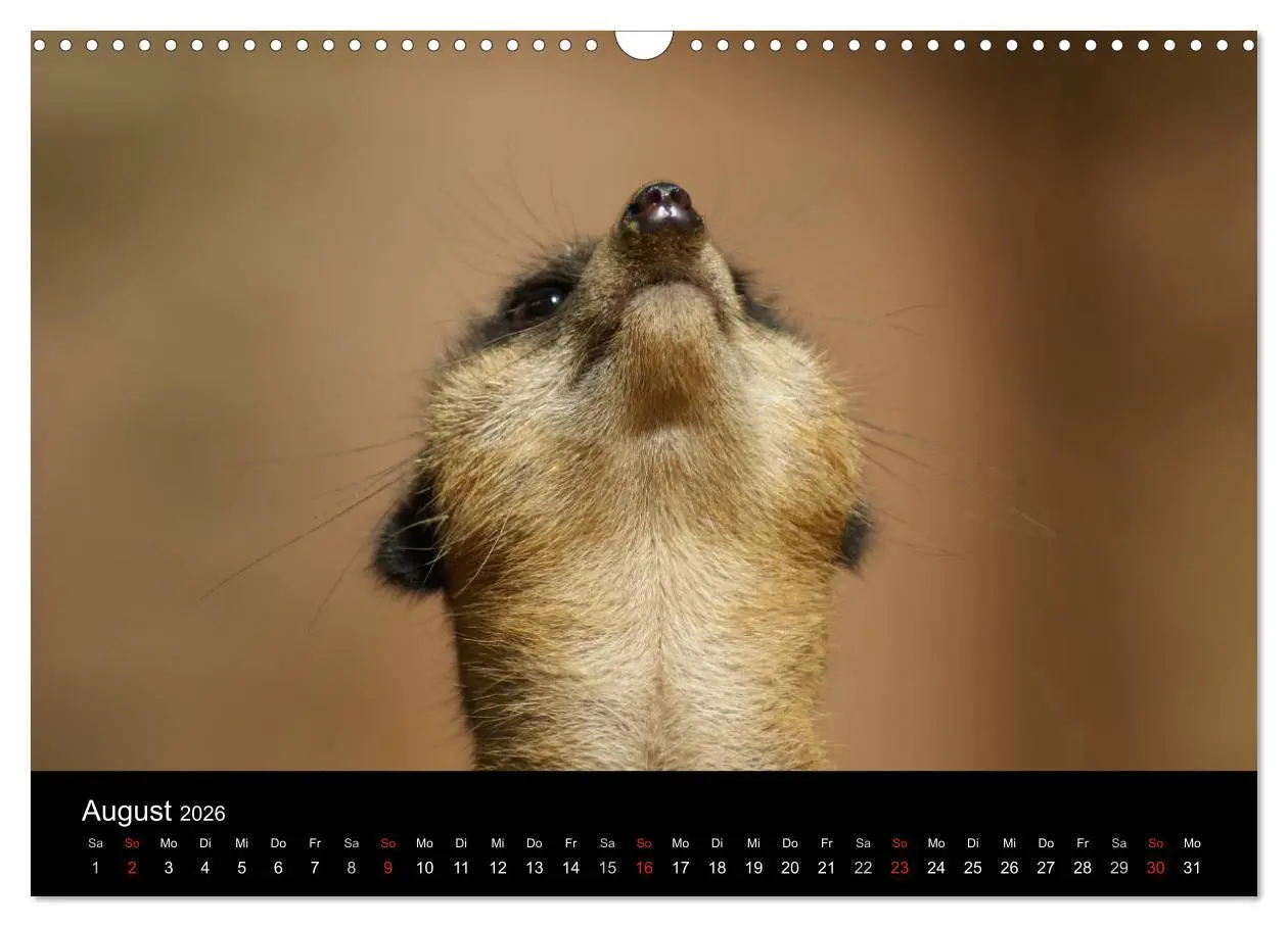 Bild: 9783516236163 | Erdmännchen - Zusammen sind wir stark (Wandkalender 2026 DIN A3...