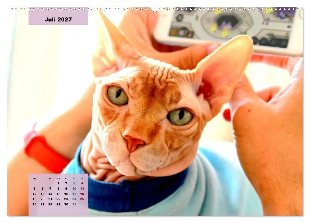 Bild: 9783569496163 | Sphinx. Grazile und anmutige Nacktkatzen (Wandkalender 2027 DIN A2...
