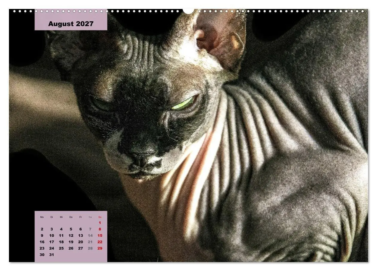 Bild: 9783569496163 | Sphinx. Grazile und anmutige Nacktkatzen (Wandkalender 2027 DIN A2...
