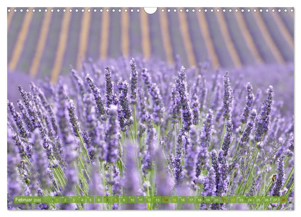 Bild: 9783457506363 | Der Duft von Lavendel (Wandkalender 2026 DIN A3 quer), CALVENDO...