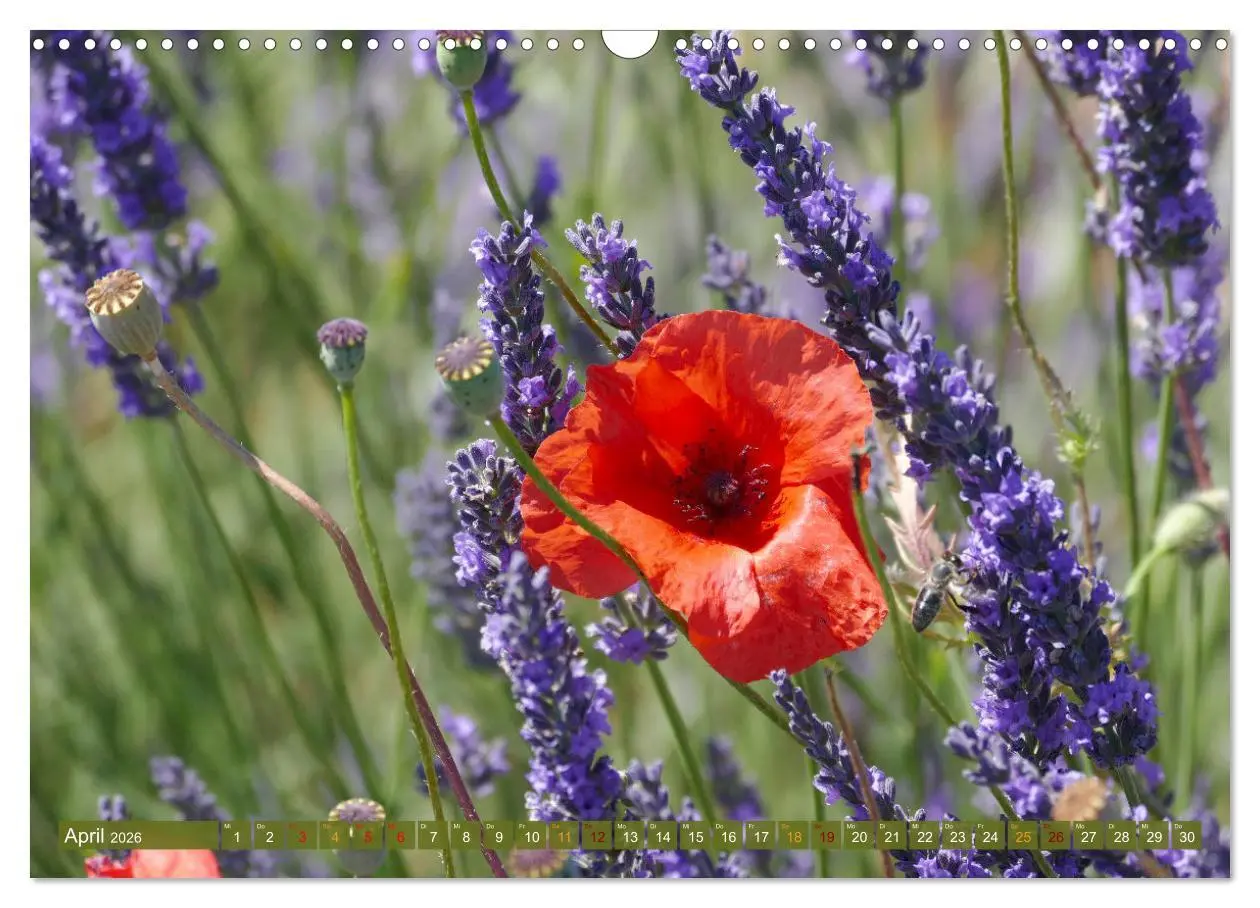 Bild: 9783457506363 | Der Duft von Lavendel (Wandkalender 2026 DIN A3 quer), CALVENDO...