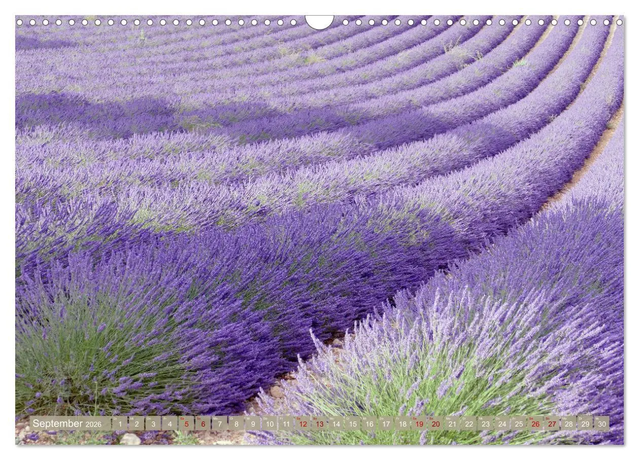 Bild: 9783457506363 | Der Duft von Lavendel (Wandkalender 2026 DIN A3 quer), CALVENDO...