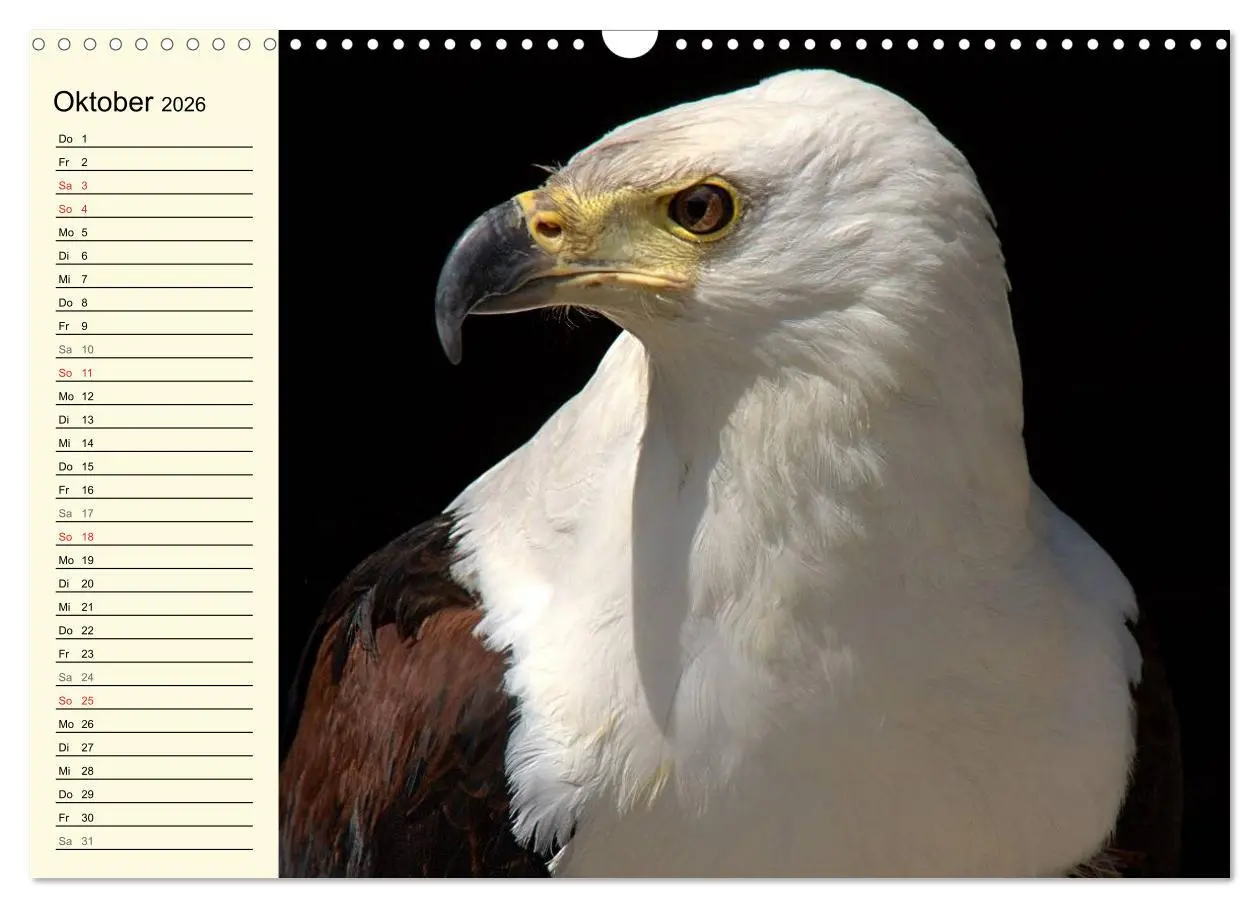 Bild: 9783457986363 | Greifvögel (Wandkalender 2026 DIN A3 quer), CALVENDO Monatskalender
