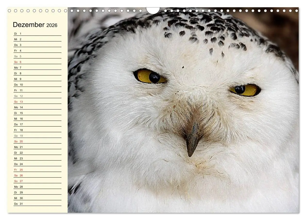 Bild: 9783457986363 | Greifvögel (Wandkalender 2026 DIN A3 quer), CALVENDO Monatskalender
