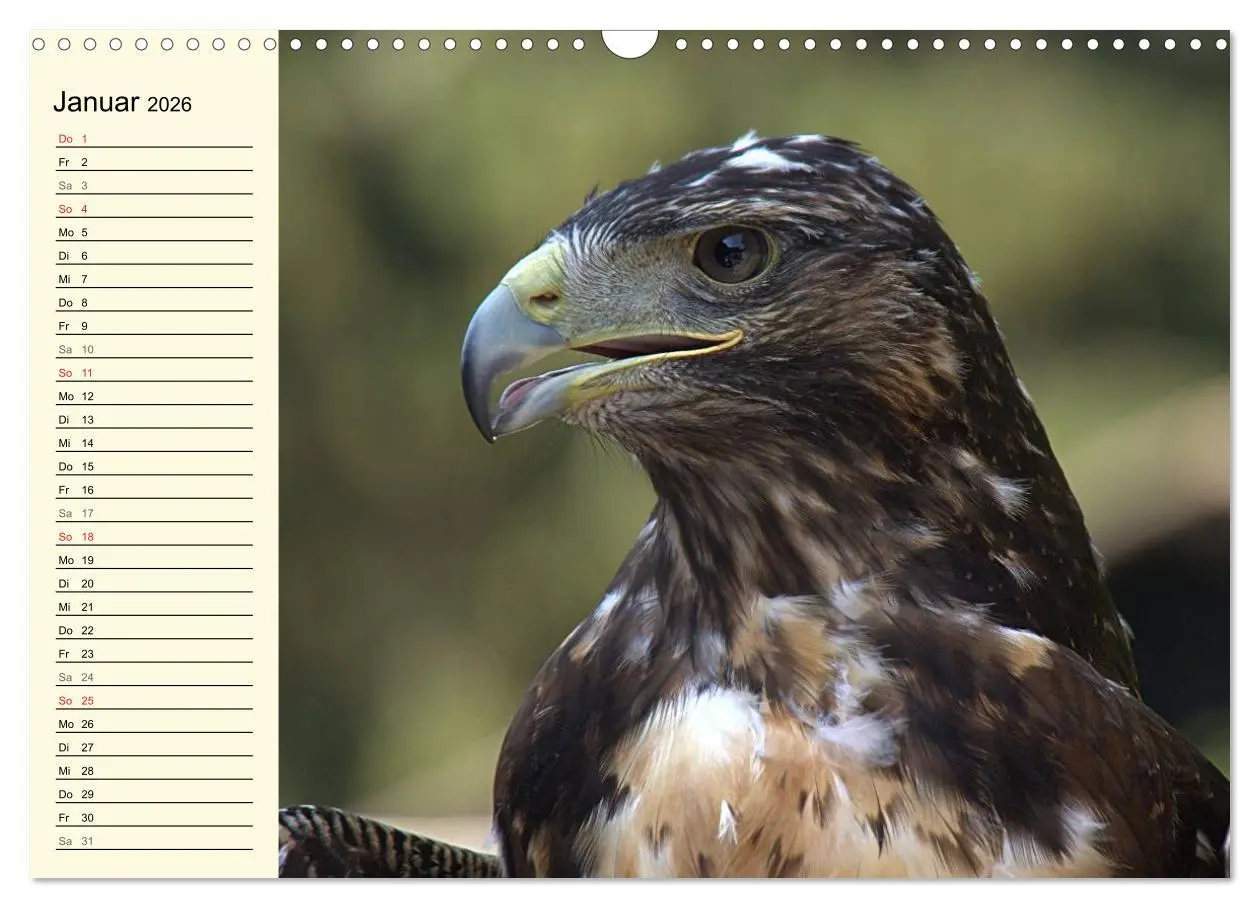 Bild: 9783457986363 | Greifvögel (Wandkalender 2026 DIN A3 quer), CALVENDO Monatskalender