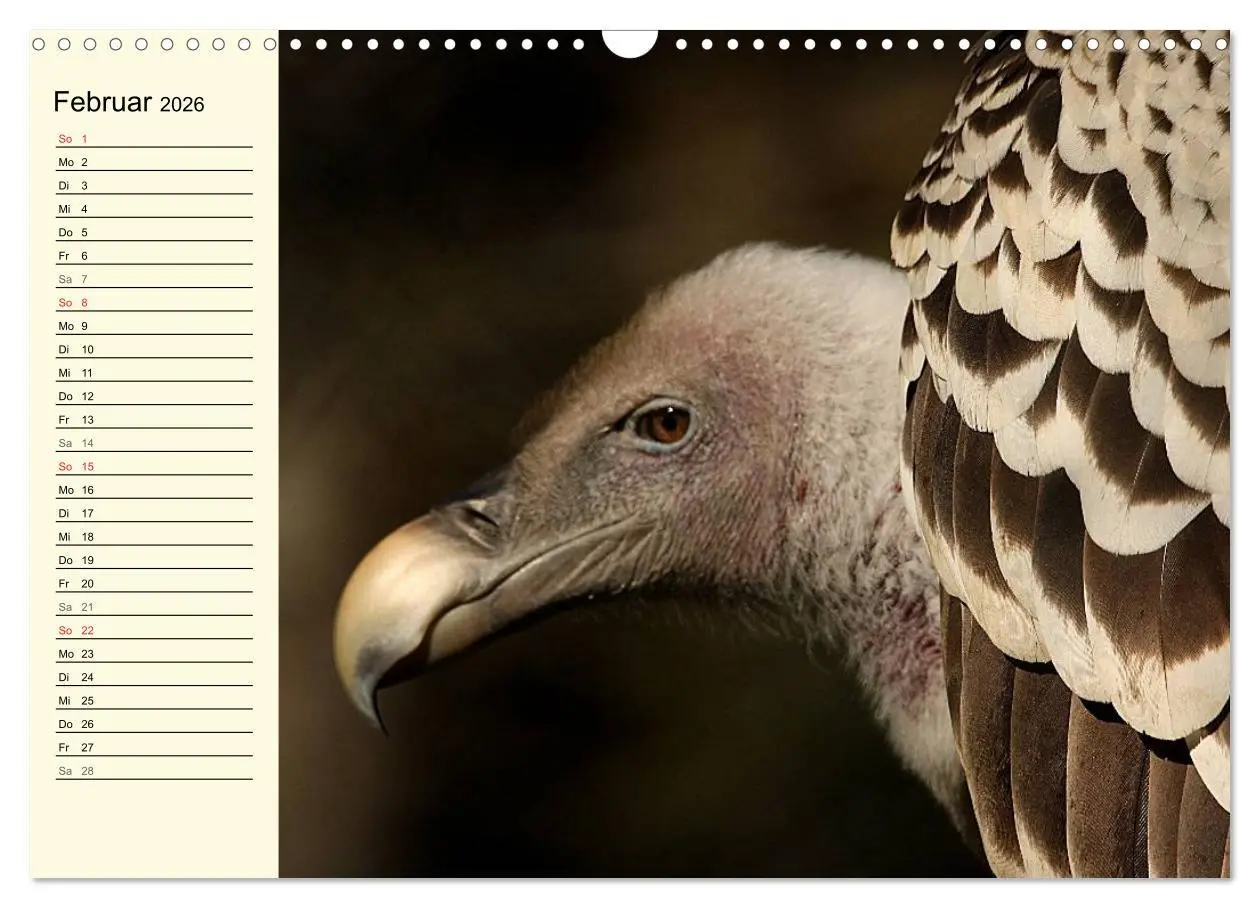 Bild: 9783457986363 | Greifvögel (Wandkalender 2026 DIN A3 quer), CALVENDO Monatskalender