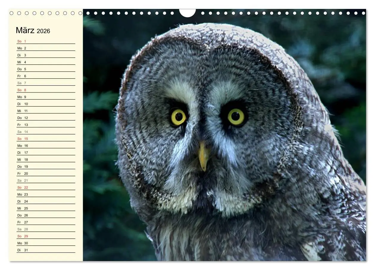 Bild: 9783457986363 | Greifvögel (Wandkalender 2026 DIN A3 quer), CALVENDO Monatskalender