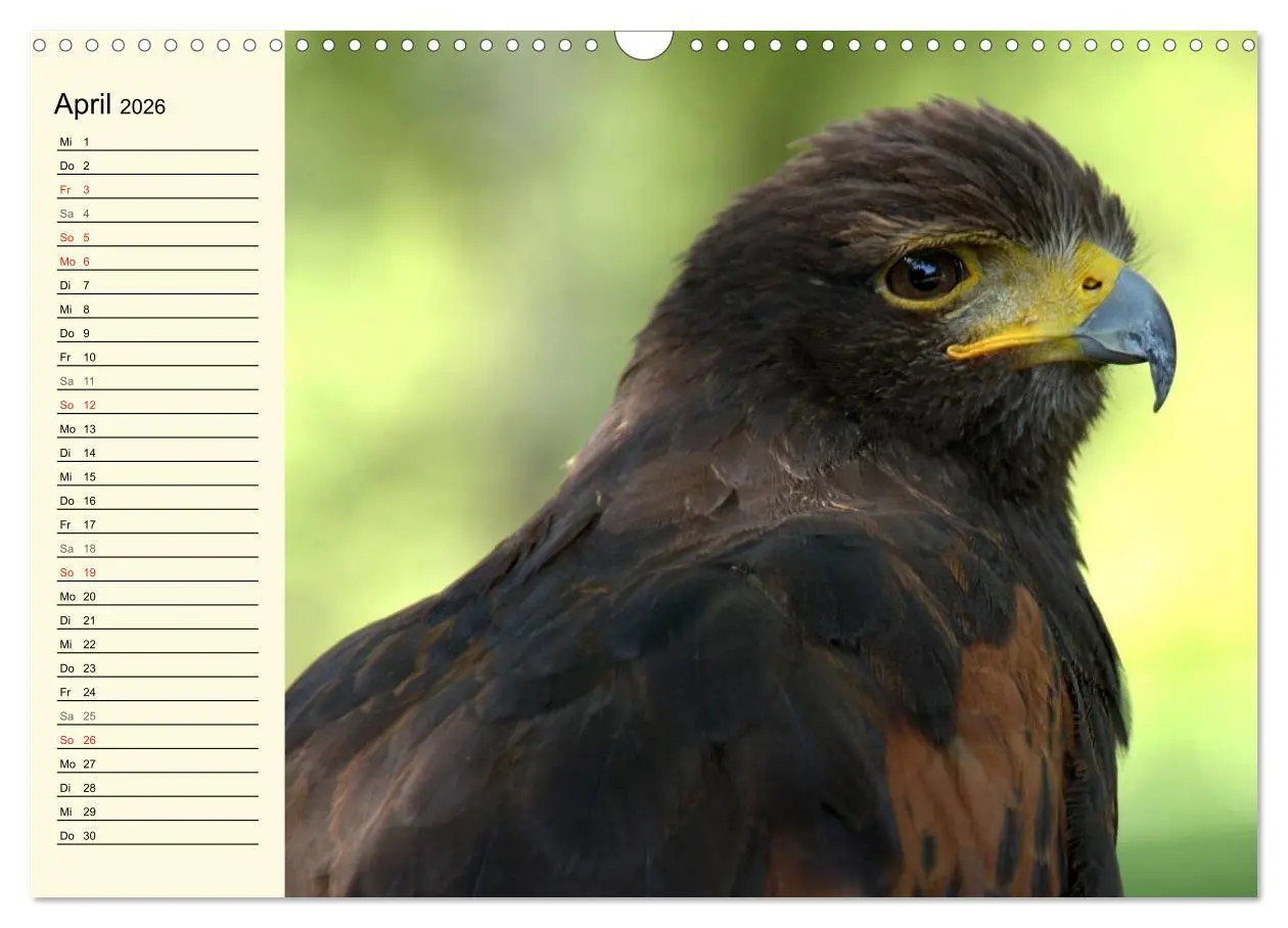 Bild: 9783457986363 | Greifvögel (Wandkalender 2026 DIN A3 quer), CALVENDO Monatskalender