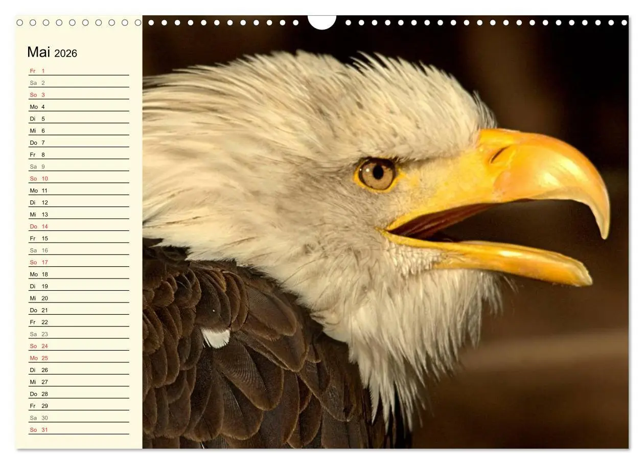 Bild: 9783457986363 | Greifvögel (Wandkalender 2026 DIN A3 quer), CALVENDO Monatskalender