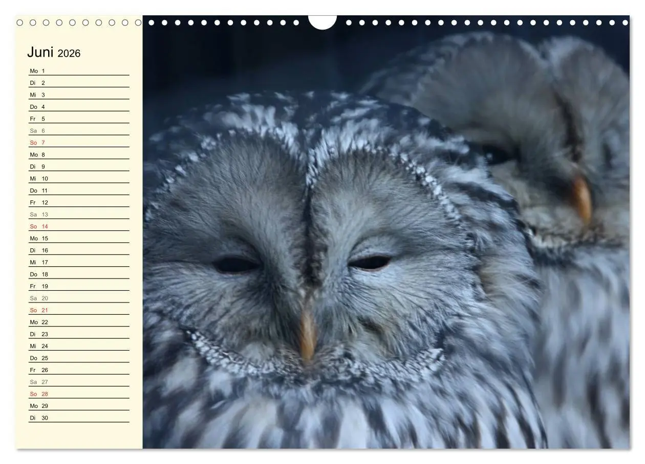 Bild: 9783457986363 | Greifvögel (Wandkalender 2026 DIN A3 quer), CALVENDO Monatskalender