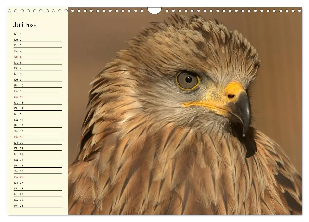 Bild: 9783457986363 | Greifvögel (Wandkalender 2026 DIN A3 quer), CALVENDO Monatskalender