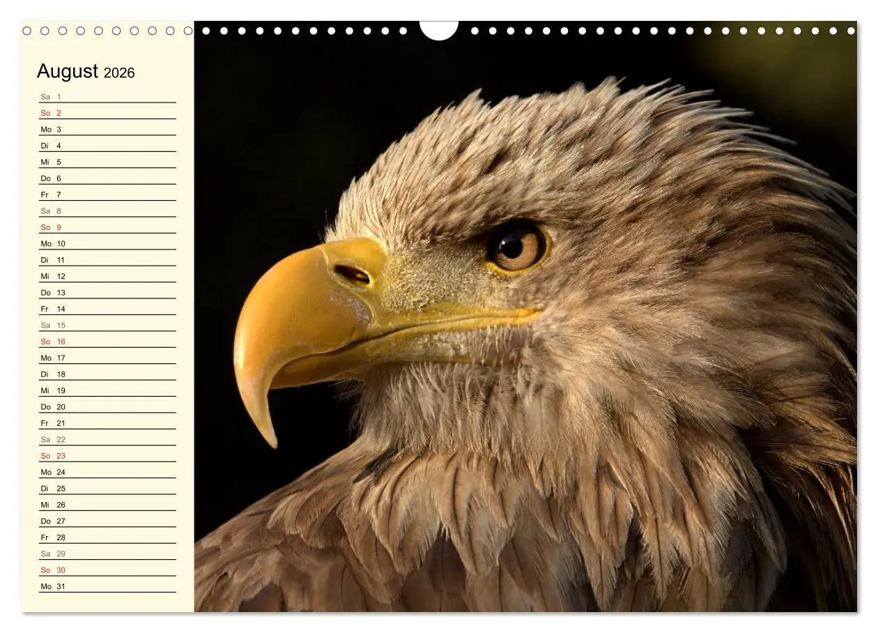 Bild: 9783457986363 | Greifvögel (Wandkalender 2026 DIN A3 quer), CALVENDO Monatskalender