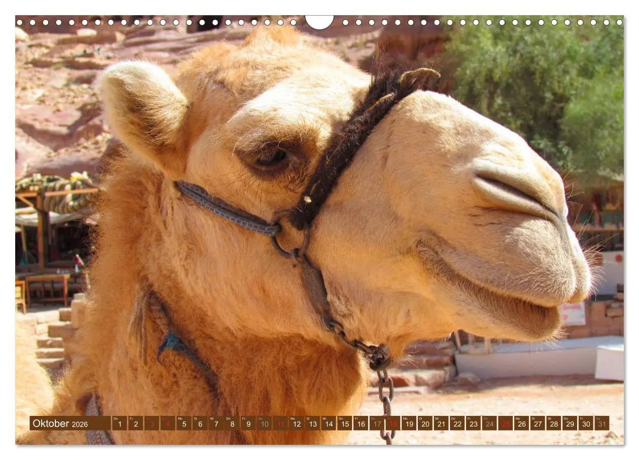 Bild: 9783516146363 | Kamele ¿ Dromedar &amp; Trampeltier (Wandkalender 2026 DIN A3 quer),...