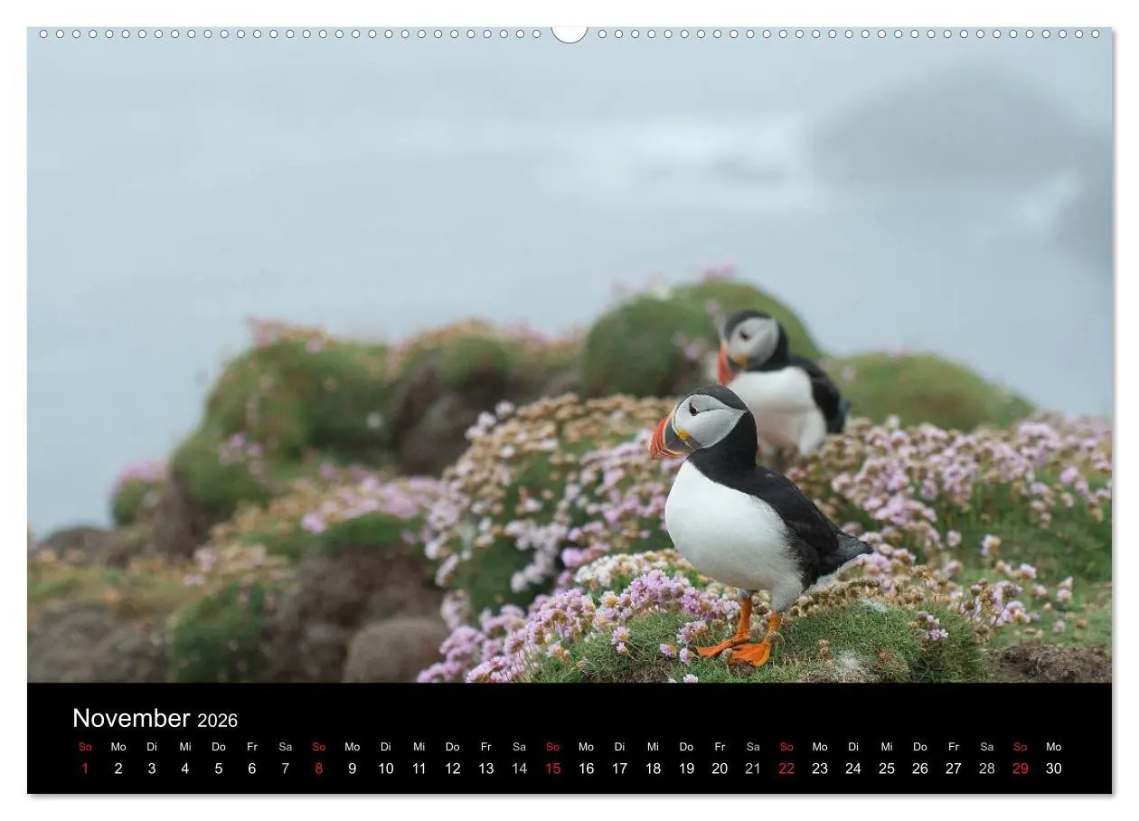 Bild: 9783516136463 | Papageientaucher 2026 (Wandkalender 2026 DIN A2 quer), CALVENDO...