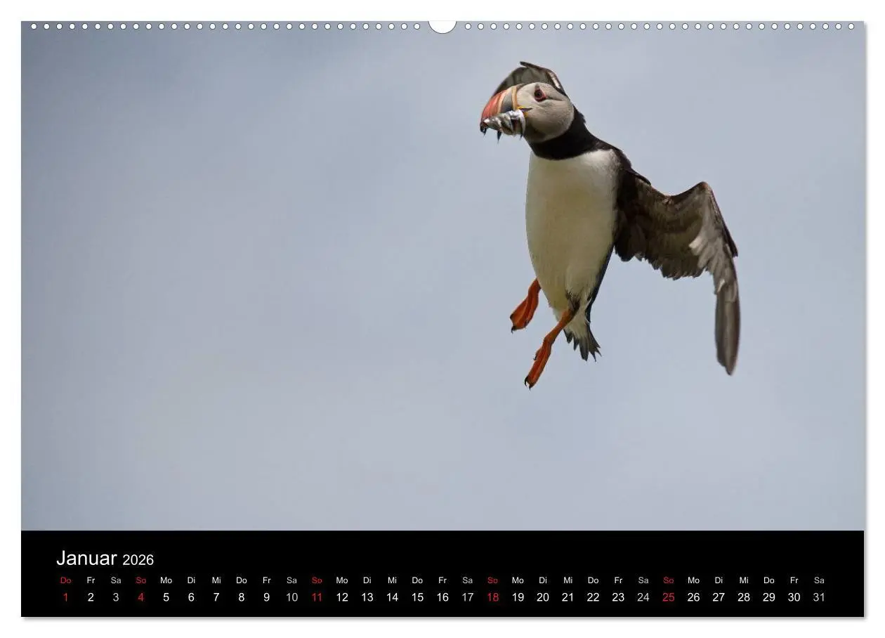 Bild: 9783516136463 | Papageientaucher 2026 (Wandkalender 2026 DIN A2 quer), CALVENDO...