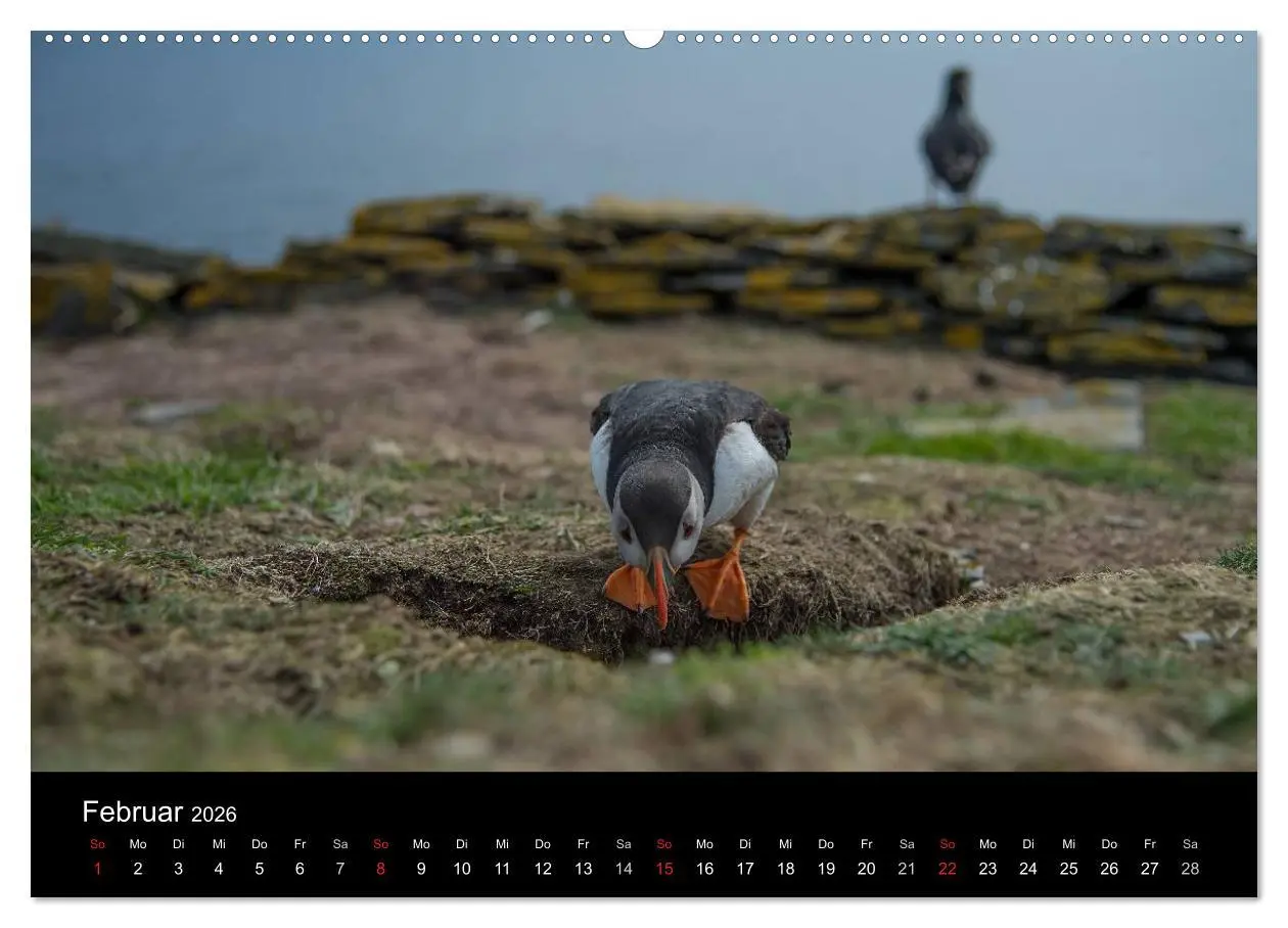 Bild: 9783516136463 | Papageientaucher 2026 (Wandkalender 2026 DIN A2 quer), CALVENDO...