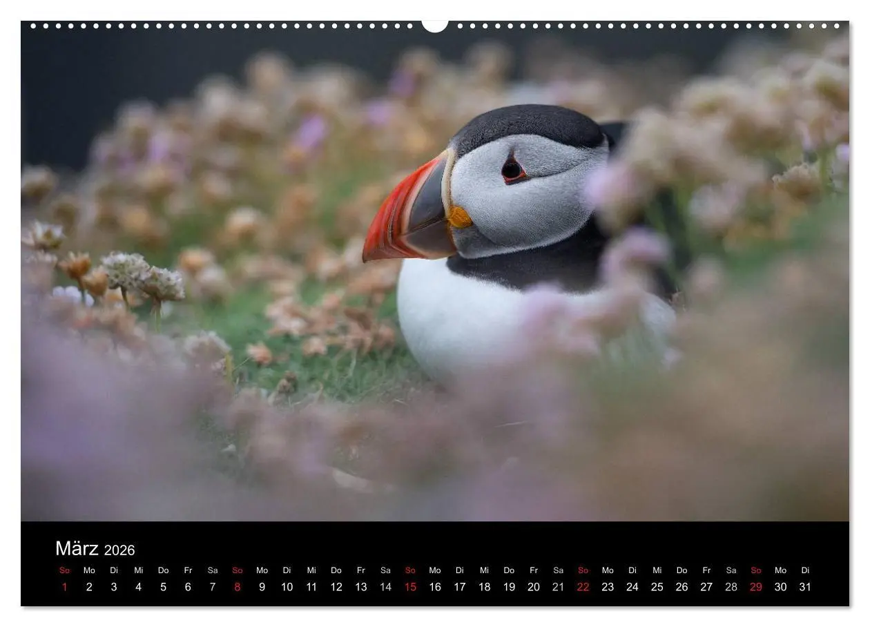 Bild: 9783516136463 | Papageientaucher 2026 (Wandkalender 2026 DIN A2 quer), CALVENDO...