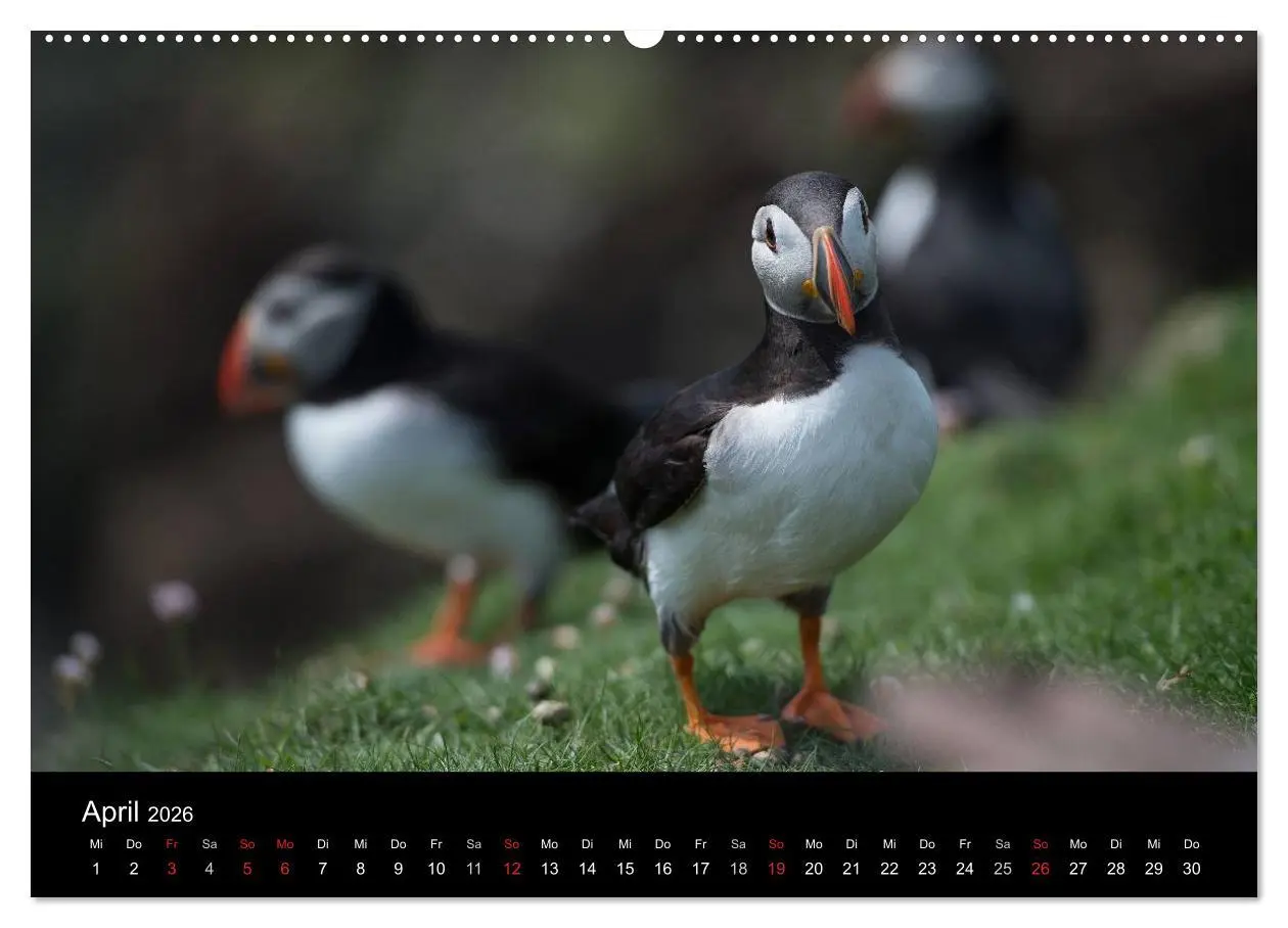 Bild: 9783516136463 | Papageientaucher 2026 (Wandkalender 2026 DIN A2 quer), CALVENDO...