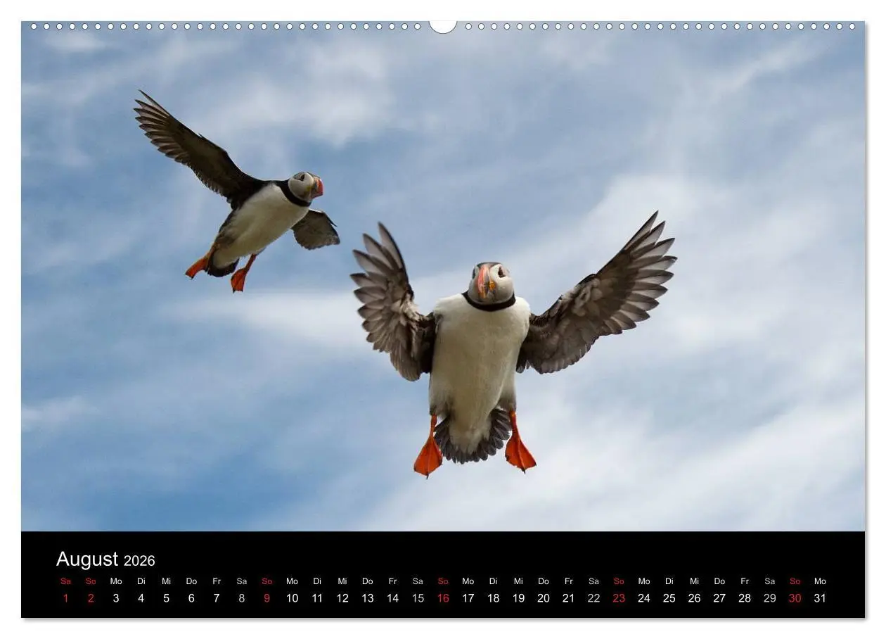 Bild: 9783516136463 | Papageientaucher 2026 (Wandkalender 2026 DIN A2 quer), CALVENDO...