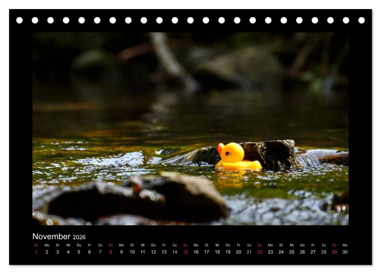 Bild: 9783516126563 | Enten-Rennen (Tischkalender 2026 DIN A5 quer), CALVENDO Monatskalender