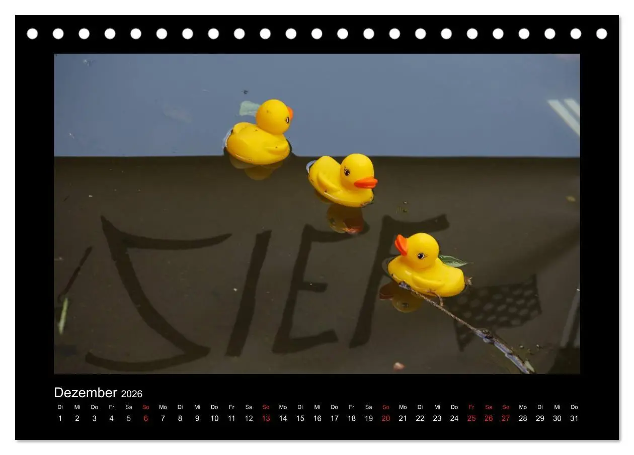 Bild: 9783516126563 | Enten-Rennen (Tischkalender 2026 DIN A5 quer), CALVENDO Monatskalender