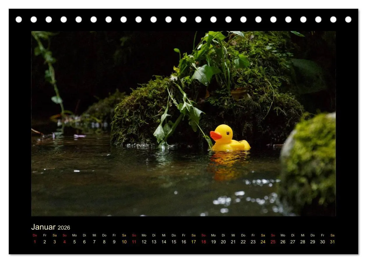 Bild: 9783516126563 | Enten-Rennen (Tischkalender 2026 DIN A5 quer), CALVENDO Monatskalender