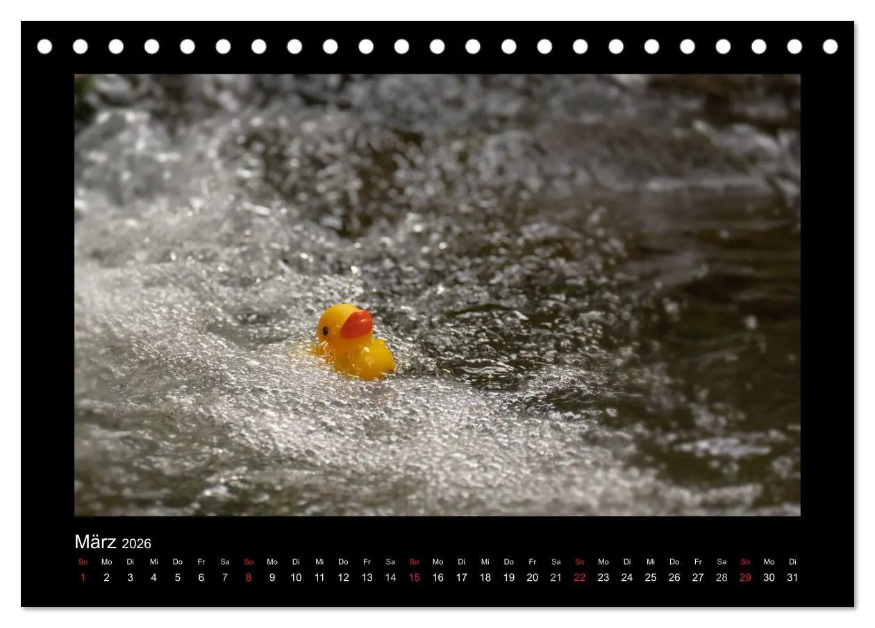 Bild: 9783516126563 | Enten-Rennen (Tischkalender 2026 DIN A5 quer), CALVENDO Monatskalender
