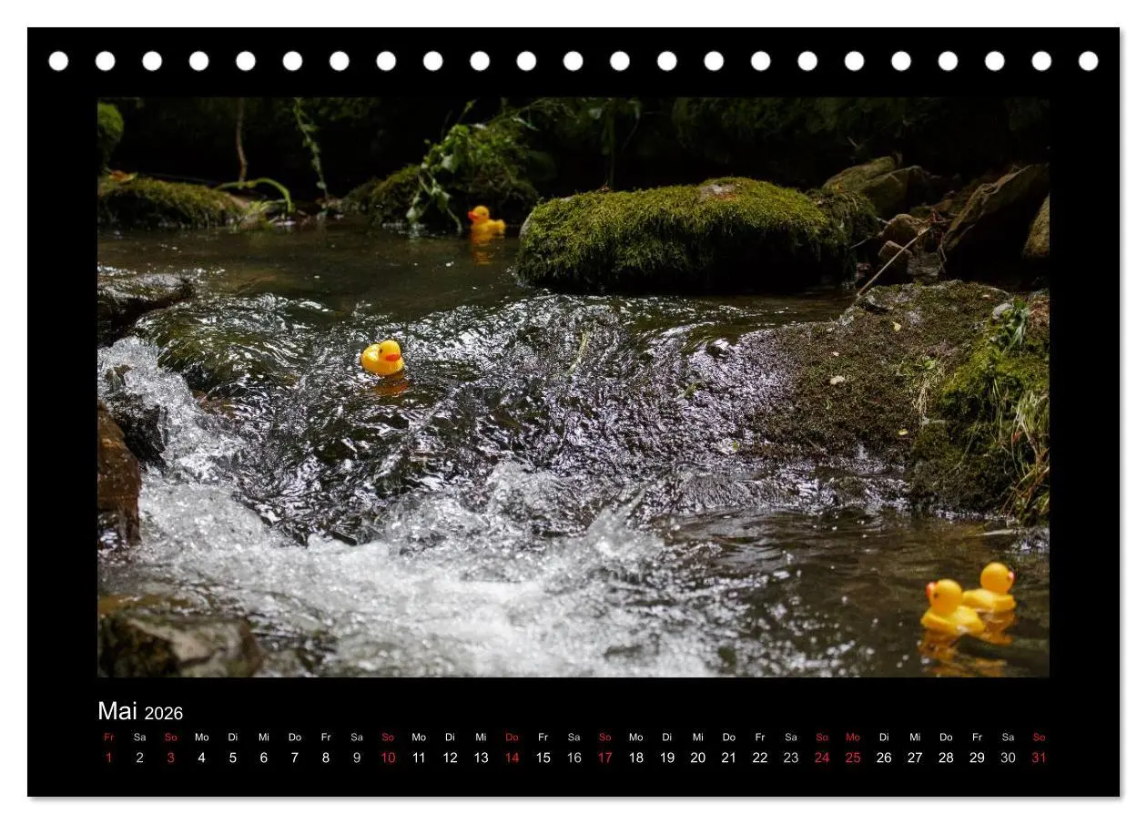 Bild: 9783516126563 | Enten-Rennen (Tischkalender 2026 DIN A5 quer), CALVENDO Monatskalender