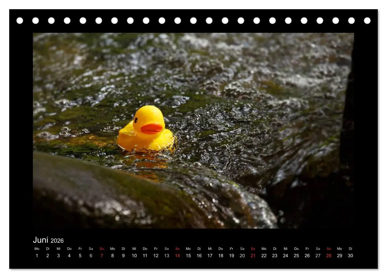 Bild: 9783516126563 | Enten-Rennen (Tischkalender 2026 DIN A5 quer), CALVENDO Monatskalender