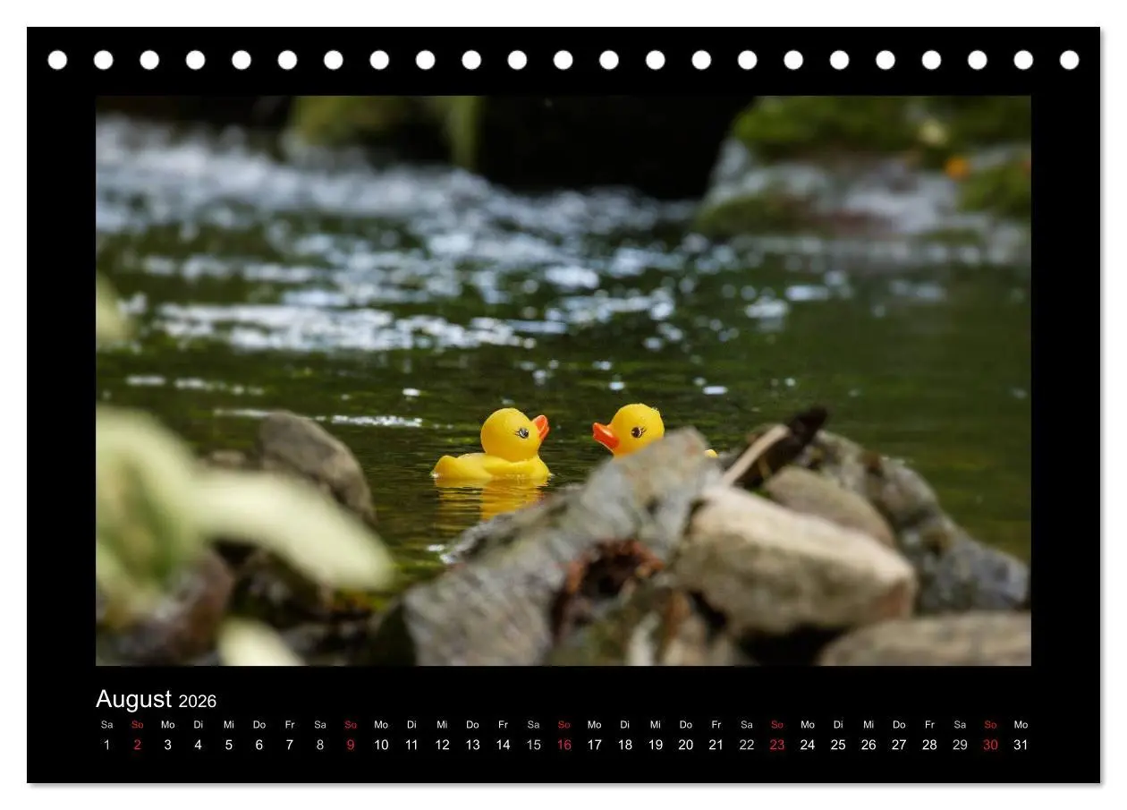 Bild: 9783516126563 | Enten-Rennen (Tischkalender 2026 DIN A5 quer), CALVENDO Monatskalender
