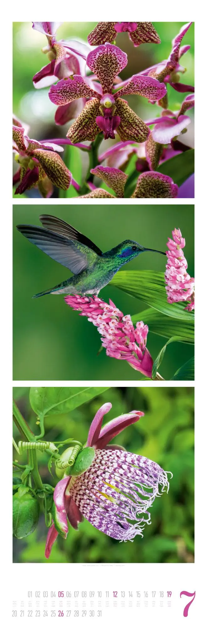 Bild: 9783838426563 | Nature Triplet-Kalender 2026 | Ackermann Kunstverlag GmbH | Kalender