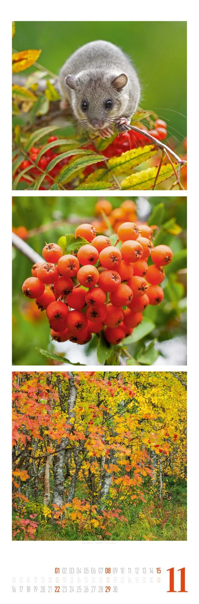 Bild: 9783838426563 | Nature Triplet-Kalender 2026 | Ackermann Kunstverlag GmbH | Kalender