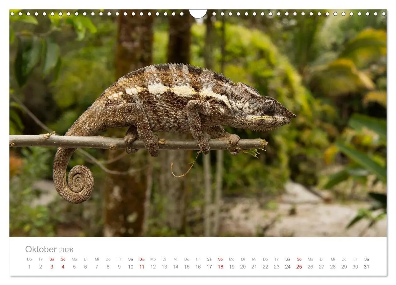 Bild: 9783516046663 | Paradies Madagaskar (Wandkalender 2026 DIN A3 quer), CALVENDO...