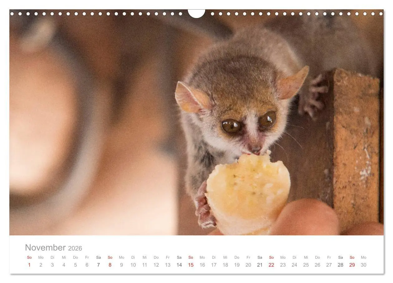 Bild: 9783516046663 | Paradies Madagaskar (Wandkalender 2026 DIN A3 quer), CALVENDO...