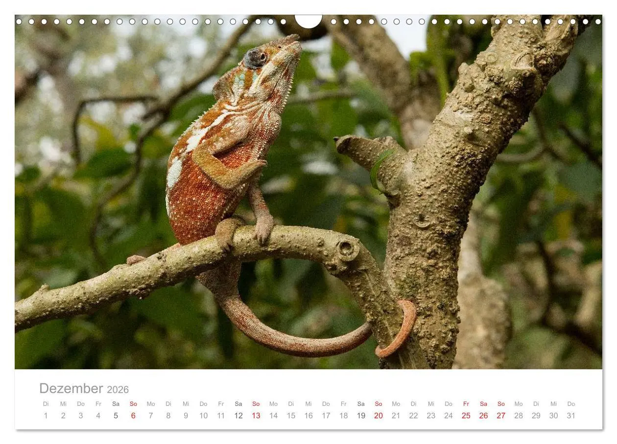 Bild: 9783516046663 | Paradies Madagaskar (Wandkalender 2026 DIN A3 quer), CALVENDO...