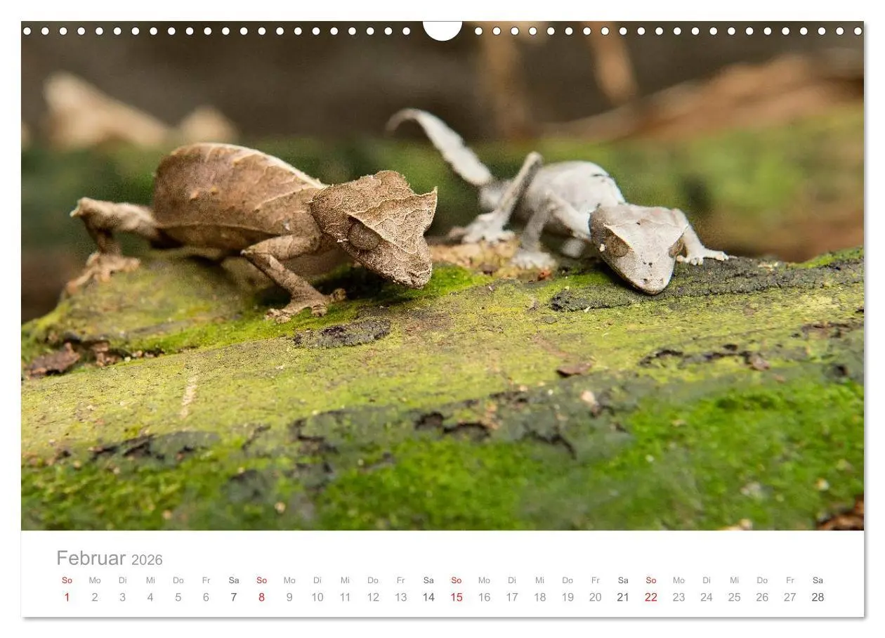 Bild: 9783516046663 | Paradies Madagaskar (Wandkalender 2026 DIN A3 quer), CALVENDO...