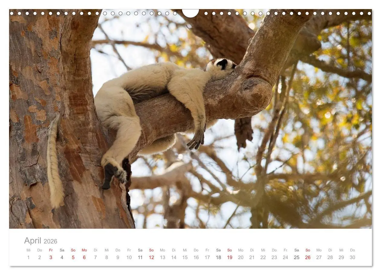 Bild: 9783516046663 | Paradies Madagaskar (Wandkalender 2026 DIN A3 quer), CALVENDO...