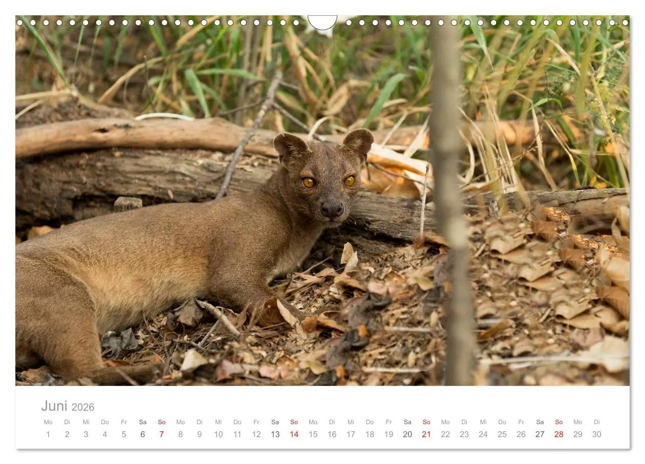 Bild: 9783516046663 | Paradies Madagaskar (Wandkalender 2026 DIN A3 quer), CALVENDO...