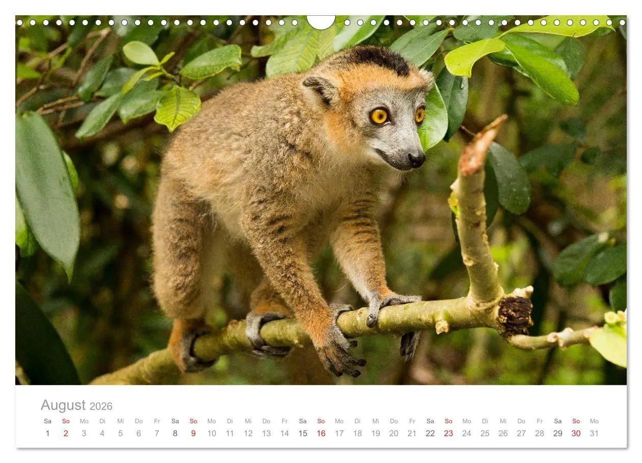 Bild: 9783516046663 | Paradies Madagaskar (Wandkalender 2026 DIN A3 quer), CALVENDO...