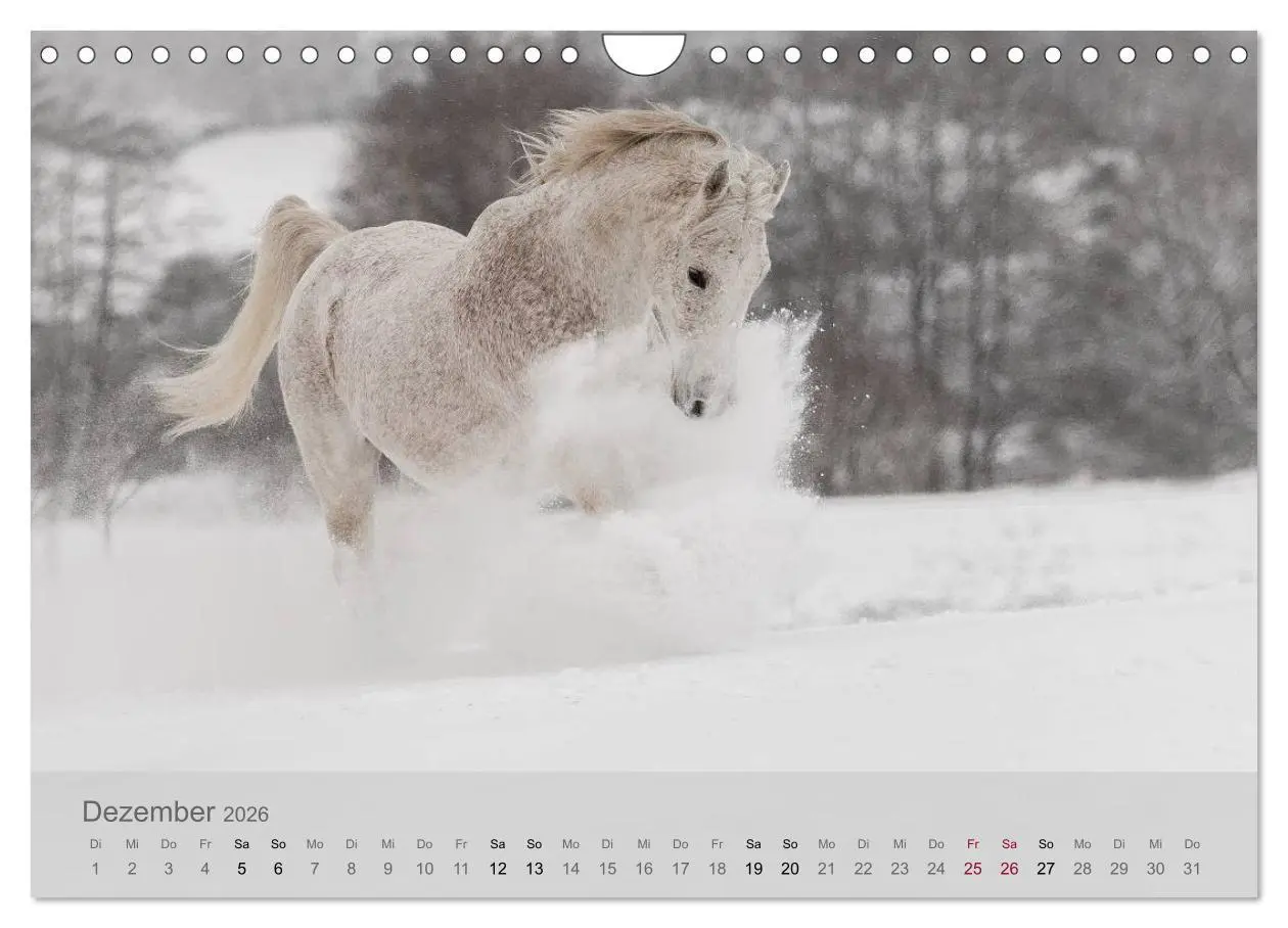 Bild: 9783516116663 | Pferde - Anmut und Stärke gepaart mit Magie (Wandkalender 2026 DIN...