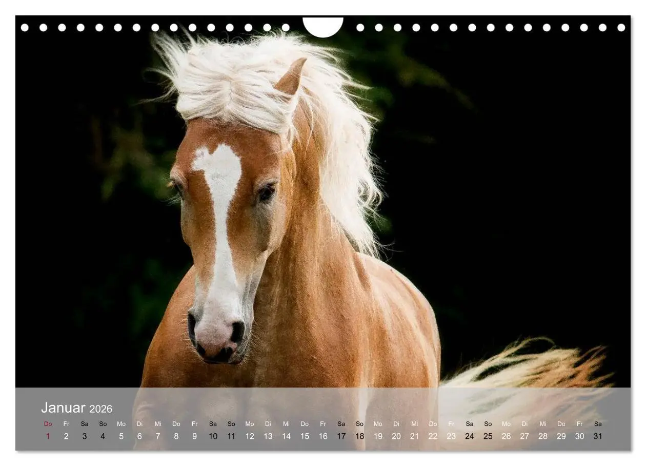 Bild: 9783516116663 | Pferde - Anmut und Stärke gepaart mit Magie (Wandkalender 2026 DIN...