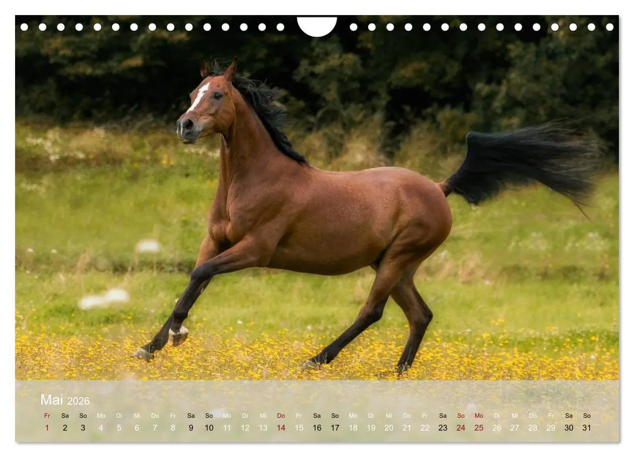 Bild: 9783516116663 | Pferde - Anmut und Stärke gepaart mit Magie (Wandkalender 2026 DIN...
