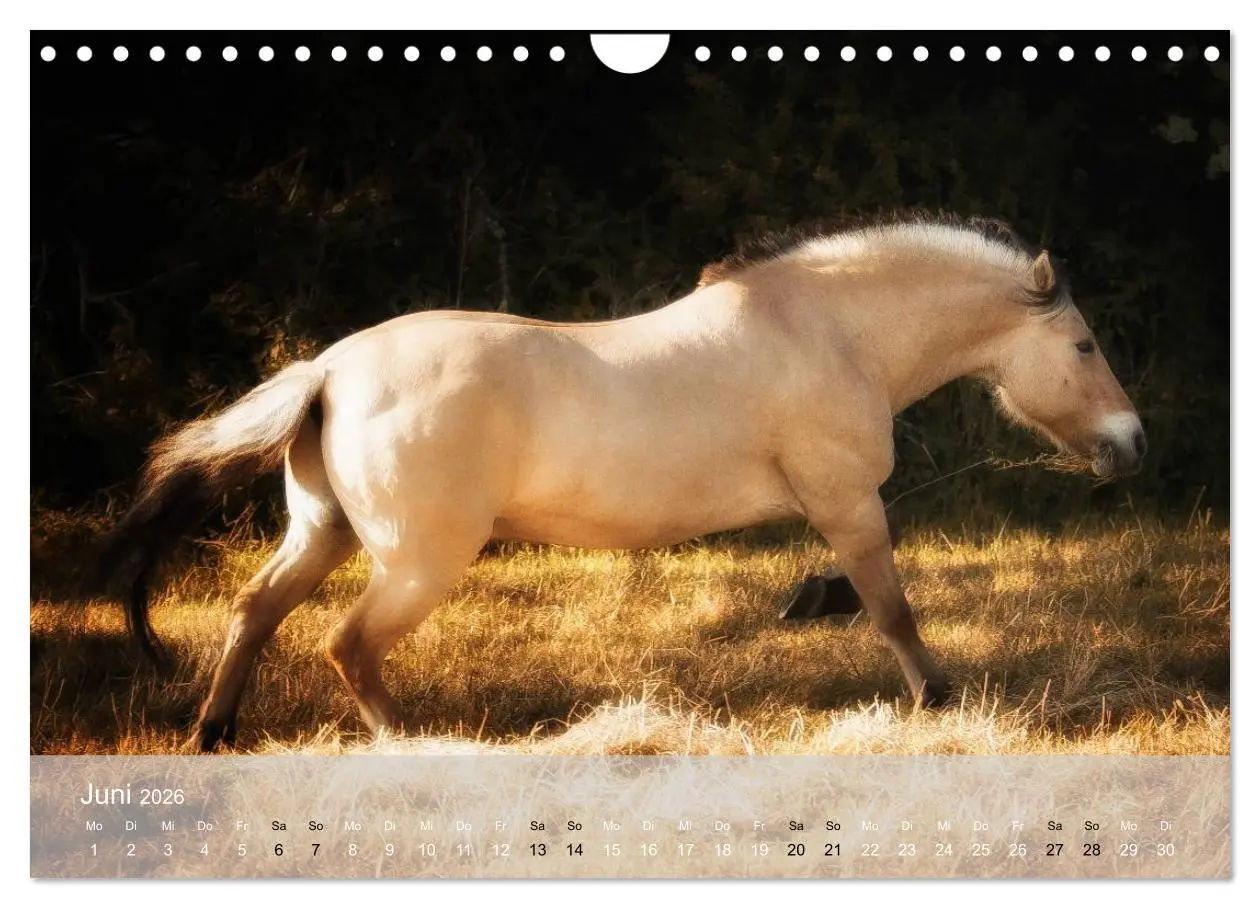 Bild: 9783516116663 | Pferde - Anmut und Stärke gepaart mit Magie (Wandkalender 2026 DIN...