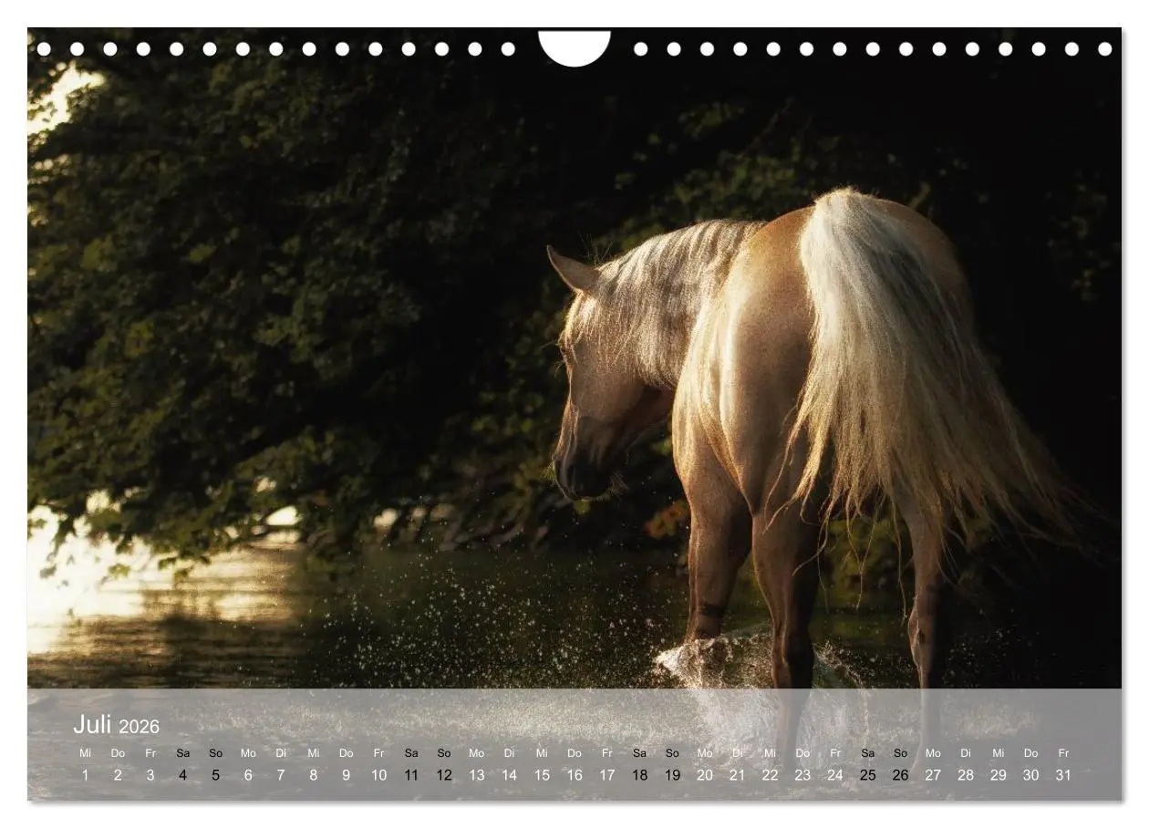Bild: 9783516116663 | Pferde - Anmut und Stärke gepaart mit Magie (Wandkalender 2026 DIN...