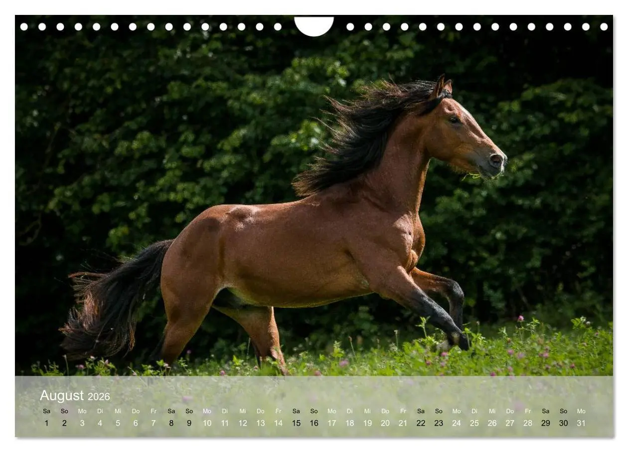 Bild: 9783516116663 | Pferde - Anmut und Stärke gepaart mit Magie (Wandkalender 2026 DIN...